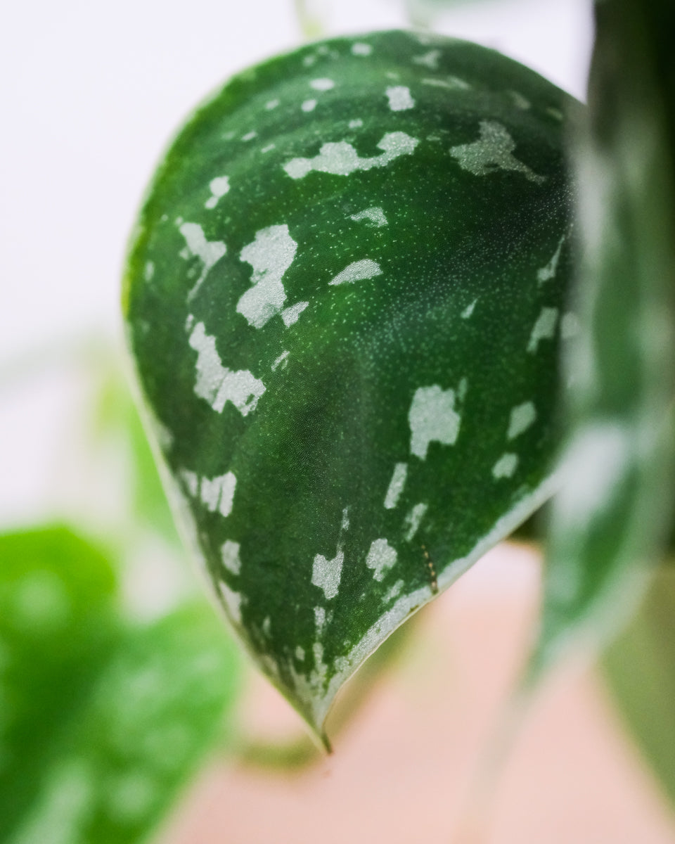 Silberweisse Sprenkel auf der Gefleckten Efeutute