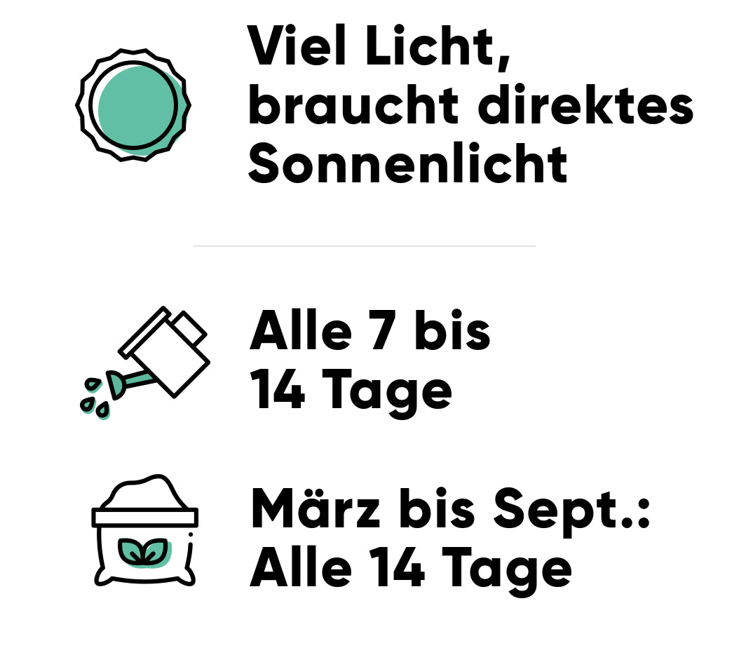 Pflege des Olivenbaums: viel Licht und direkte Sonne, alle 7-14 Tage giessen, während der Wachstumsphase alle 14 Tage düngen