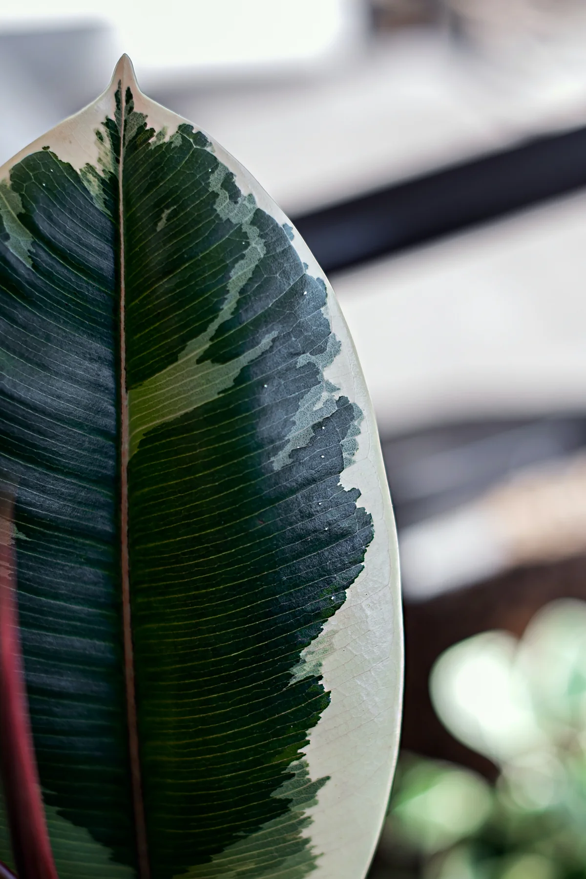 Ficus elastica 'Tineke' Ficus elastica 'Tineke'