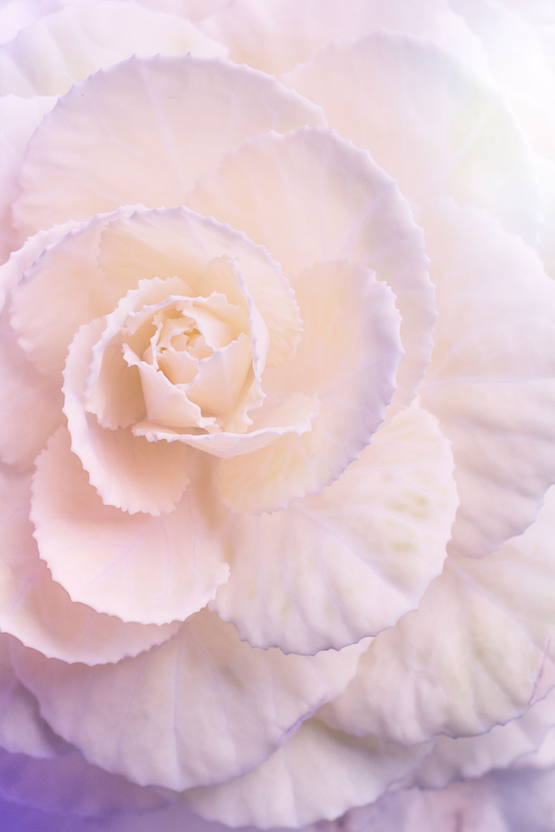 Begonienblüte Begonia-Blüte in zartem Rosa und Violett
