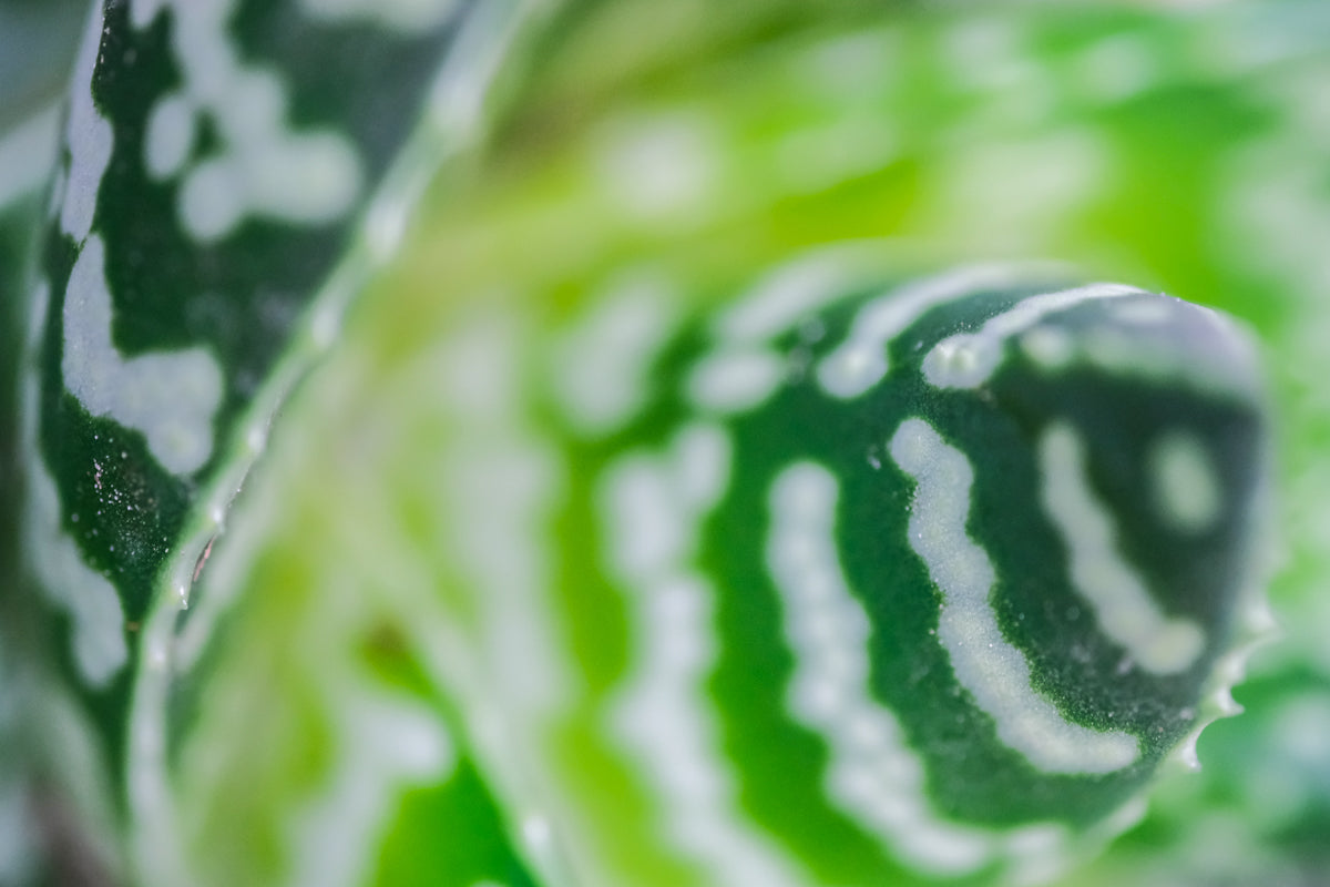 Grün-weisse Musterung auf einem Blättchen der Aloe tiki zilla Grün-weisse Musterung auf einem Blättchen der Aloe tiki zilla