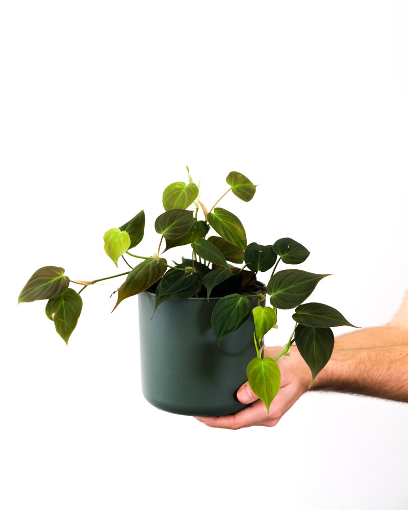 Philodendron micans in grünem Topf