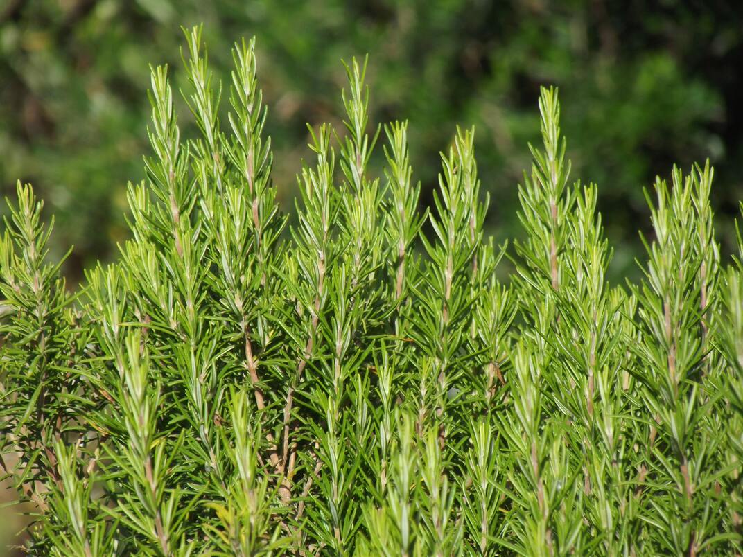 Grüne Rosmarinzweige draussen im Garten