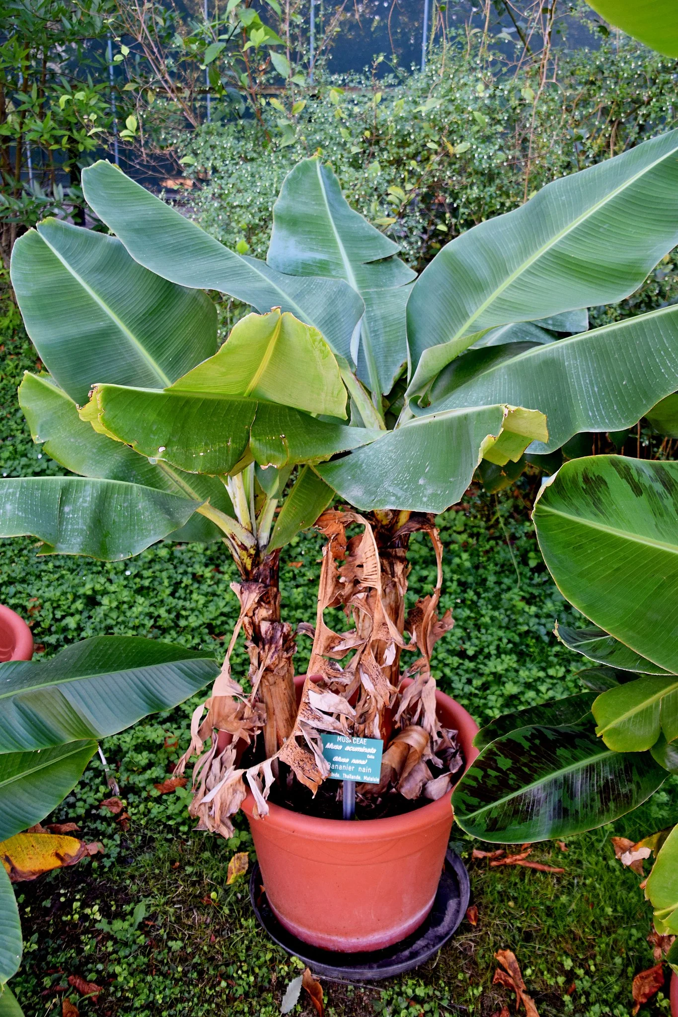 Eingetopfte Bananenpflanze Große eingetopfte Bananenpflanze in einem Terracotta-Topf.
