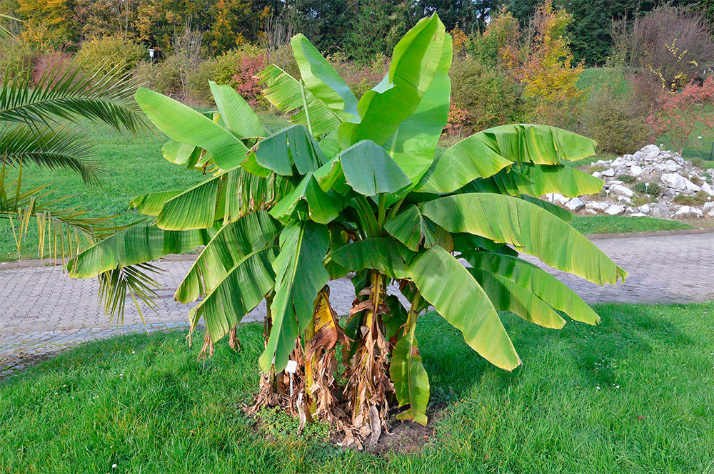 Bananenpflanze im Garten Riesen Bananenpflanze in der Natur.