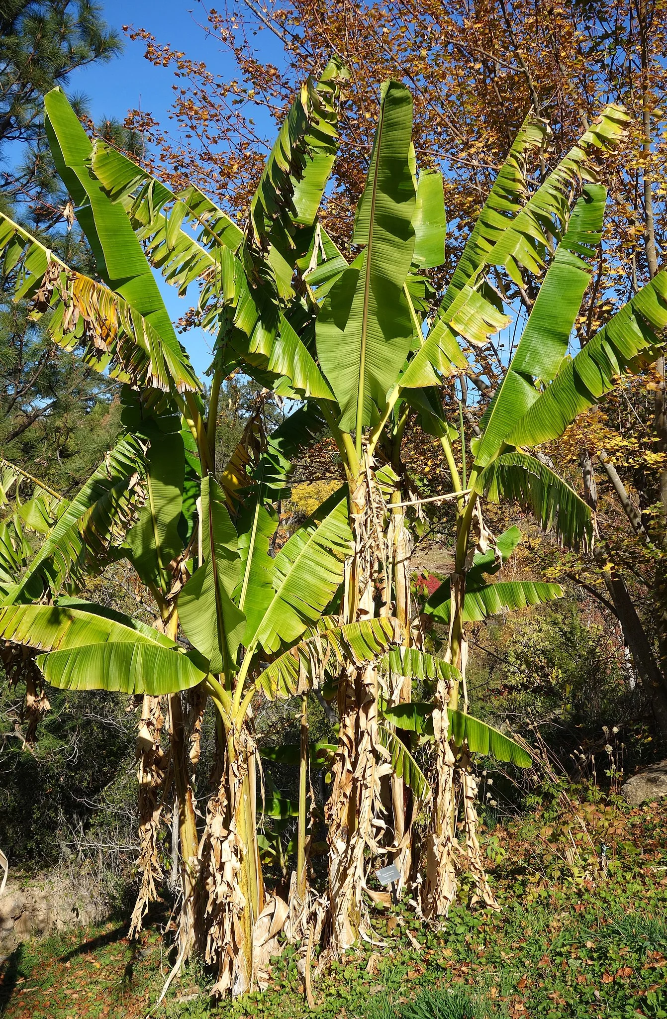Musa in der Natur Riesen Bananenpflanze in der Natur.