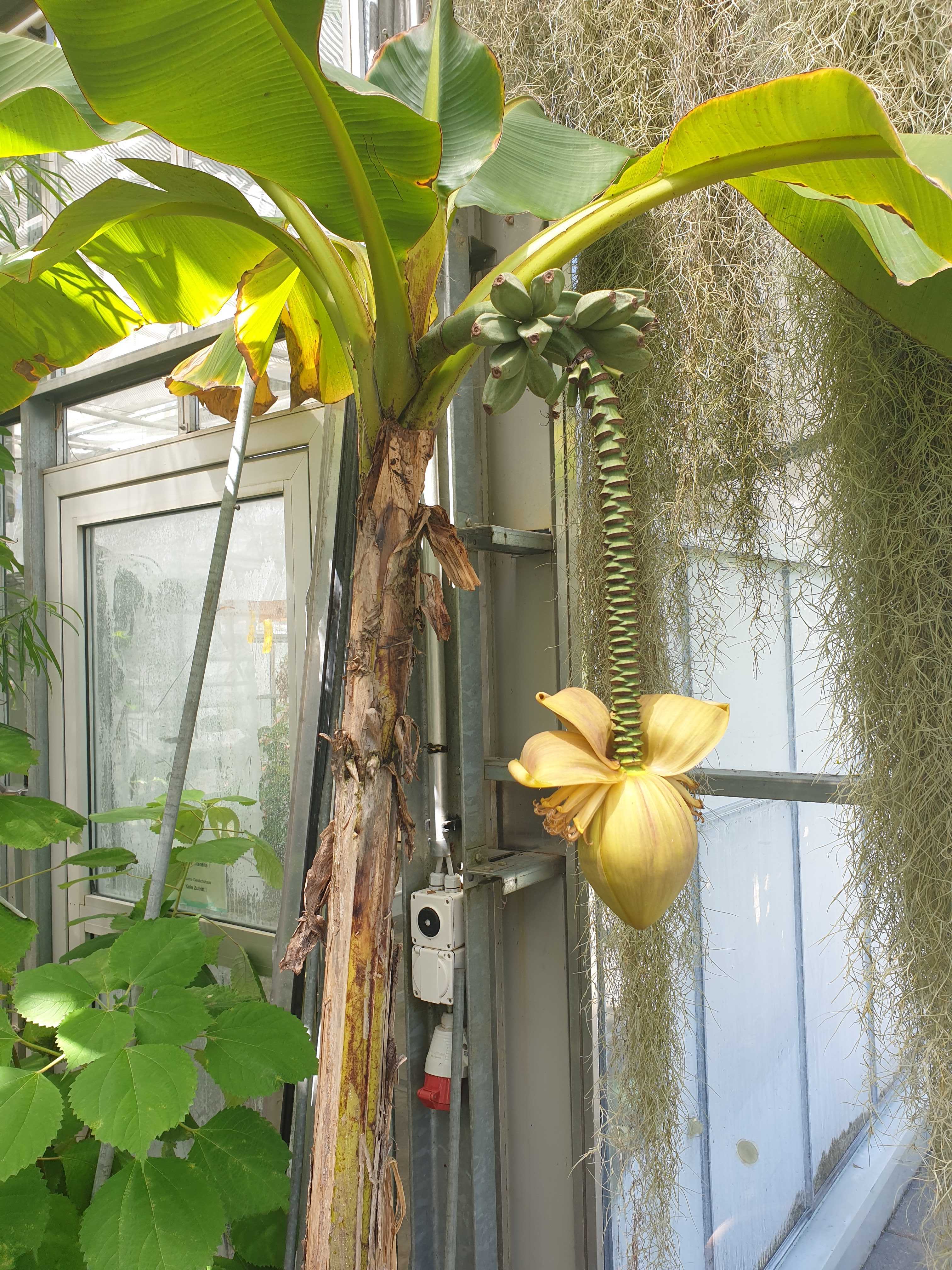 Bananenpflanze mit Früchten Bananenpflanze (Musa) im botanischen Garten mit Früchten (Bananen).