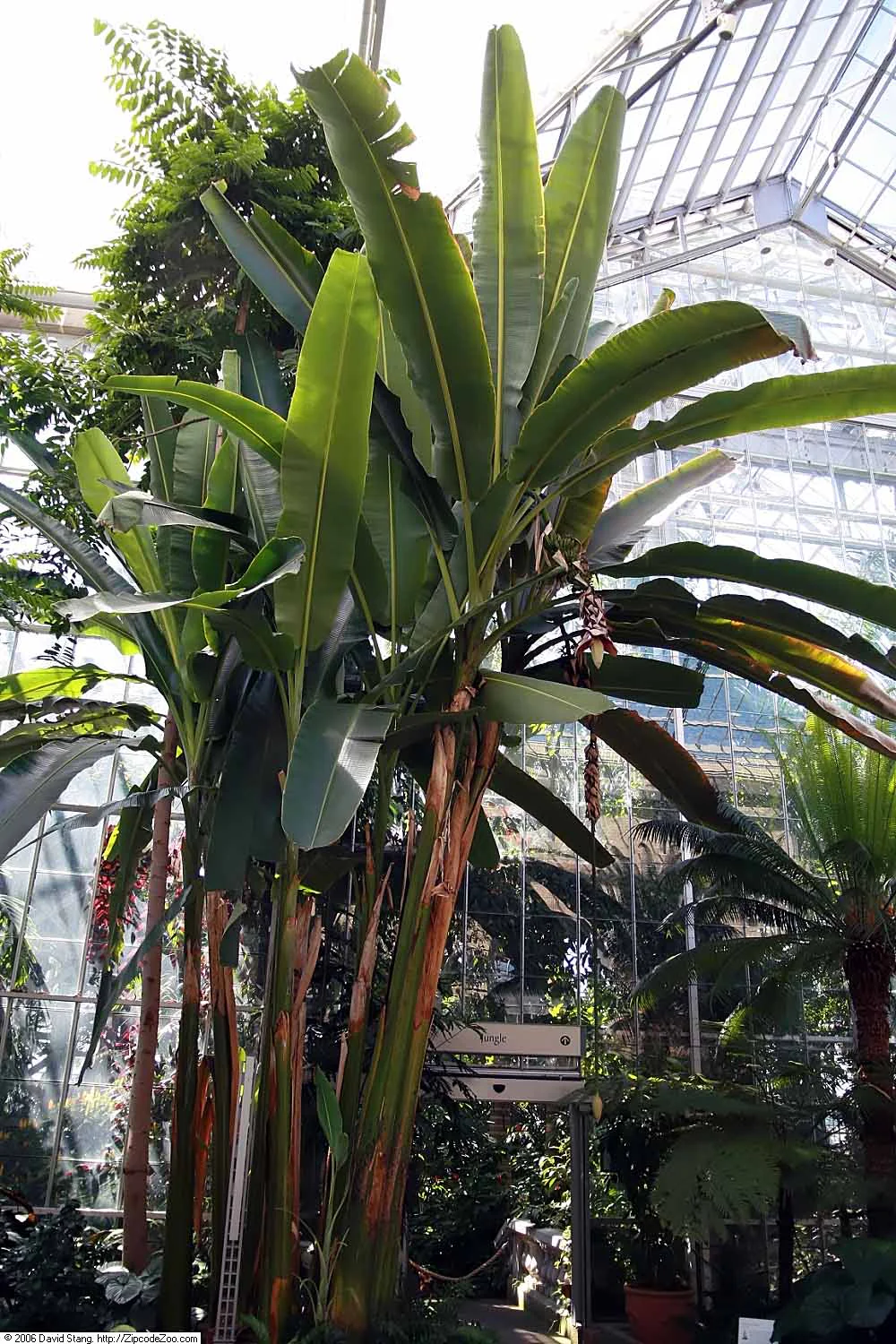 Gigantische Musa Riesengroße Bananenpflanze (Musa) in einem botanischen Garten.