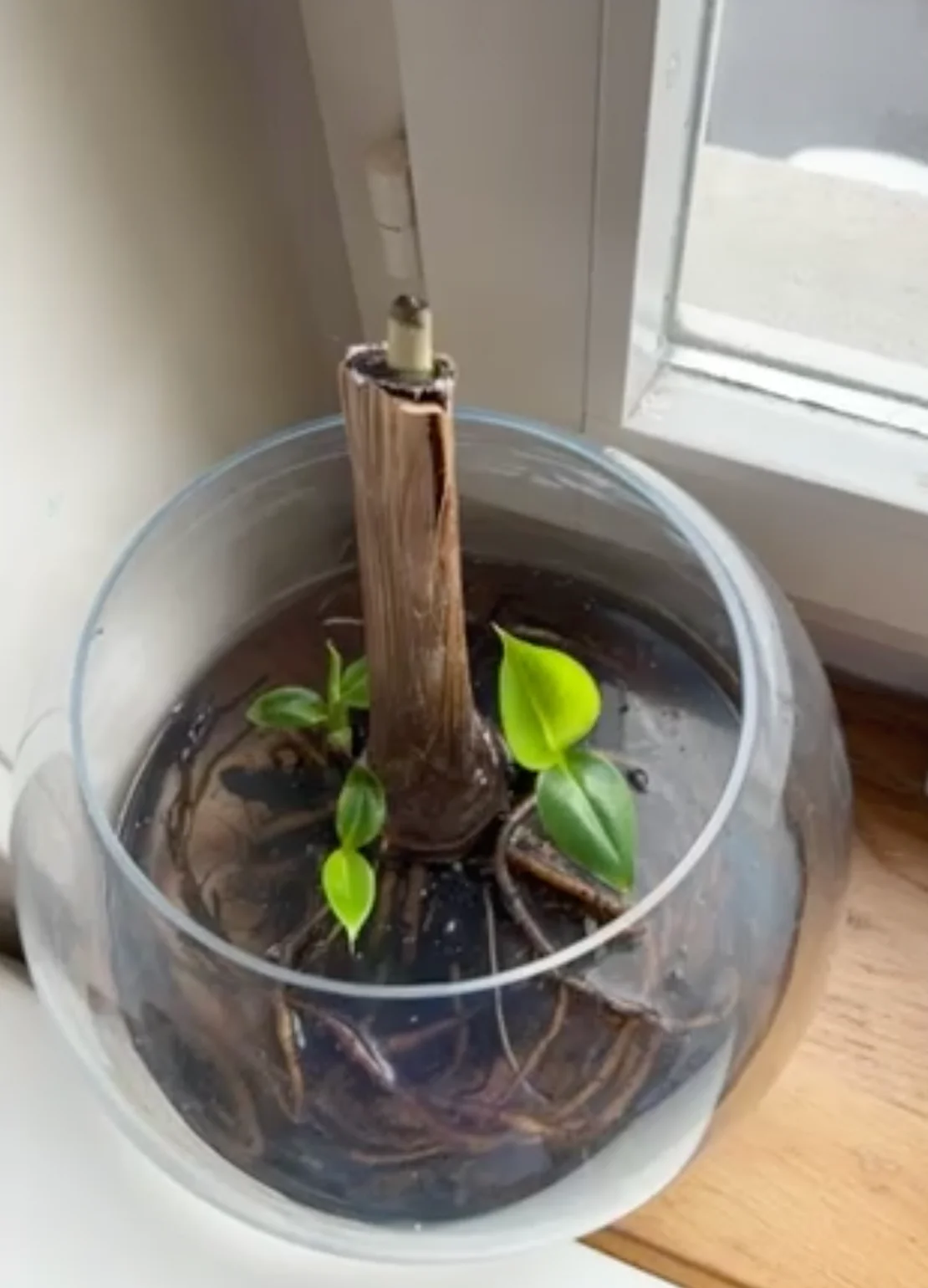 Gewurzelter Ableger einer Bananenpflanze Bananenpflanze durch einen Ableger in einem Glas Wasser vermehren.