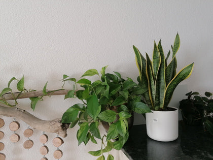 Schwiegermutterzunge und Efeutute nebeneinander