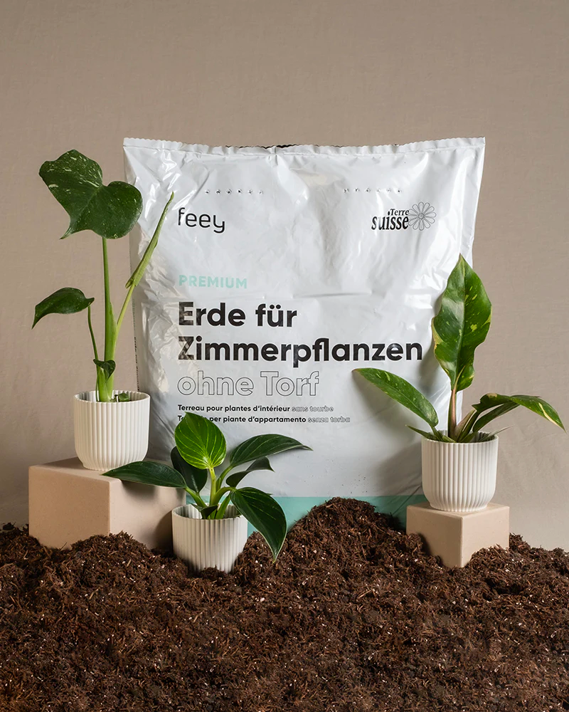 Ein Sack Erde für Zimmerpflanzen, vor dem Erde liegt und drei Zimmerpflanzen stehen