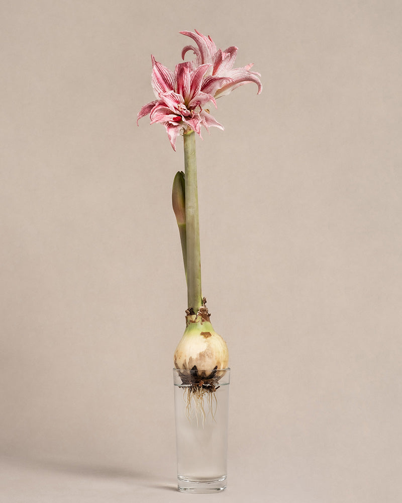 Weiß-rosa blühende Amaryllis auf einem Wasserglas.