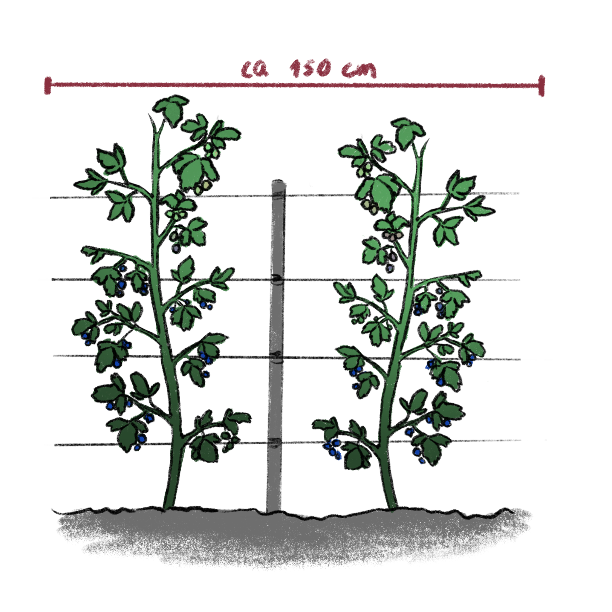 Grafik einer aufgebundene Brombeeren an einem Spalier mit 4 horizontalen Drähten.
