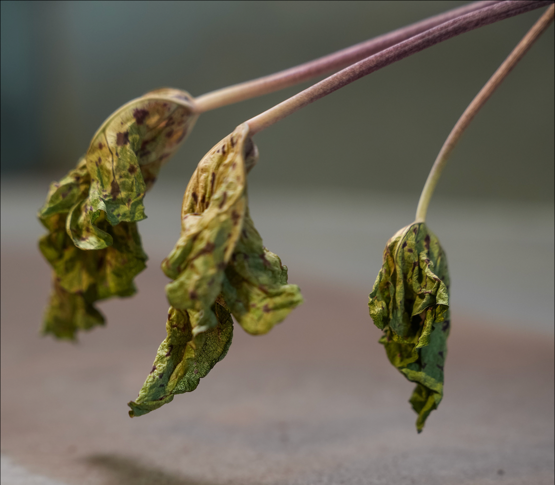 Hängende, schrumplige Blätter einer überdüngten Caladium.