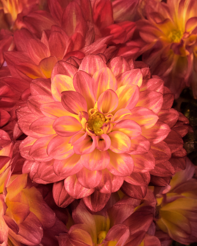  Viele rot-orange Dahlien (Dahlia ‘Ding a Dong’) aus der Nähe.
