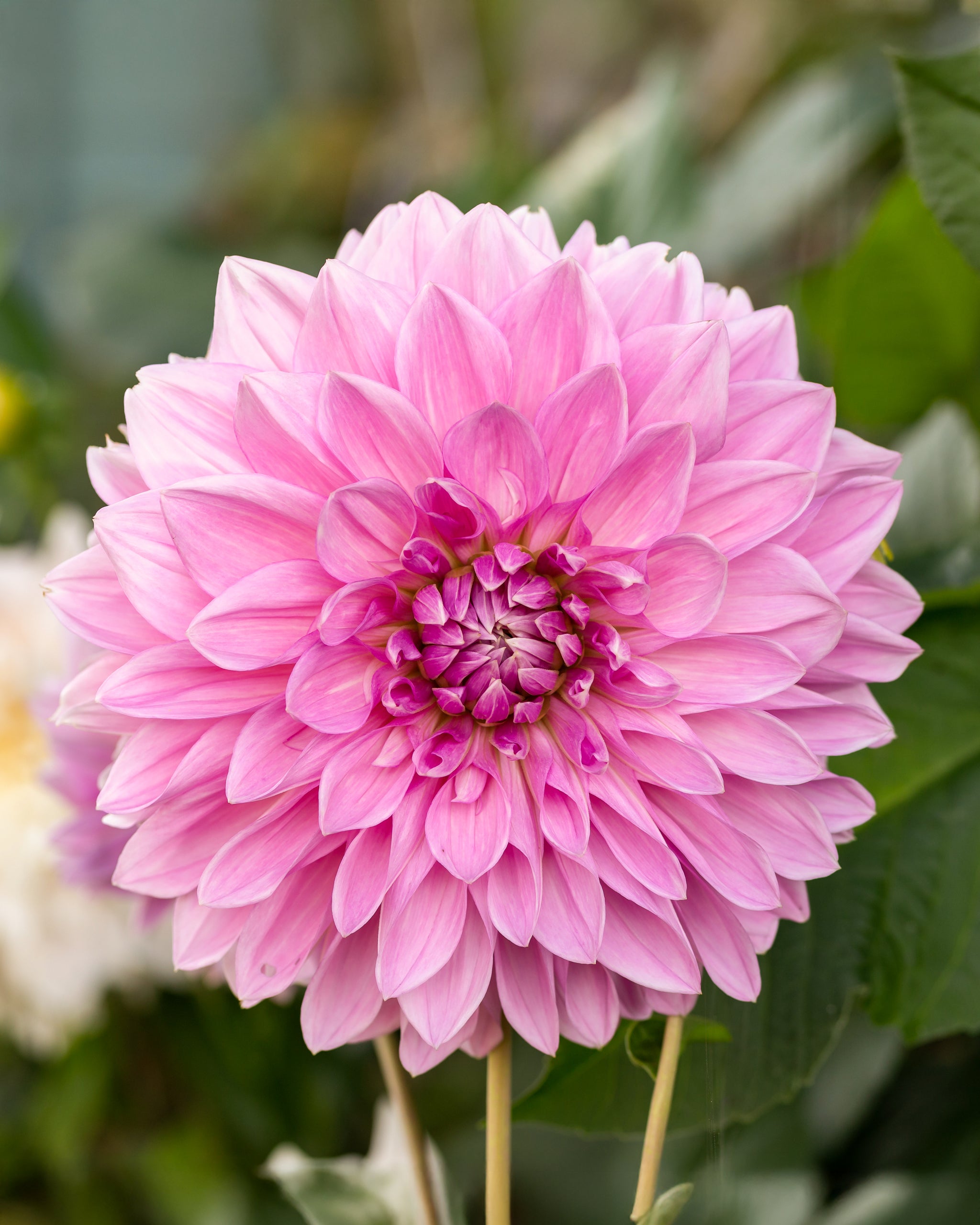 Einzelne, rosa Blüte der Dahlia ‘Lavender Perfection’.