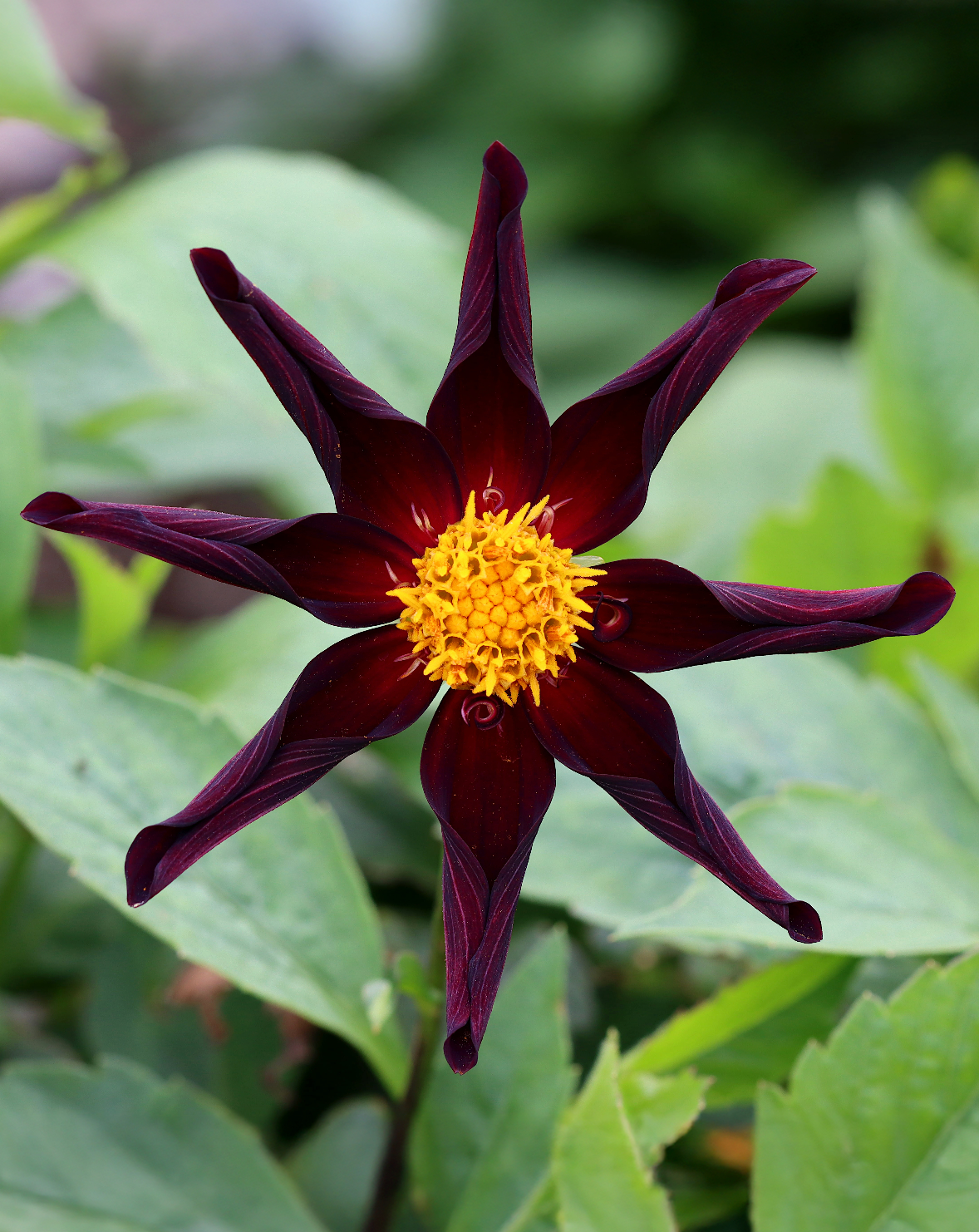 Einzelne Stern-Dahlie (Dahlia 'Verrone's Obsidian') mit dunkelroten Blüten.