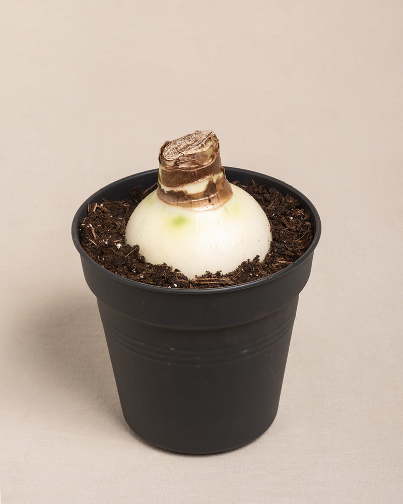 Eintopfte Amaryllis Zwiebel ohne Blüte.jpg__PID:8089cad5-762f-4745-814c-bc4476c7c62e