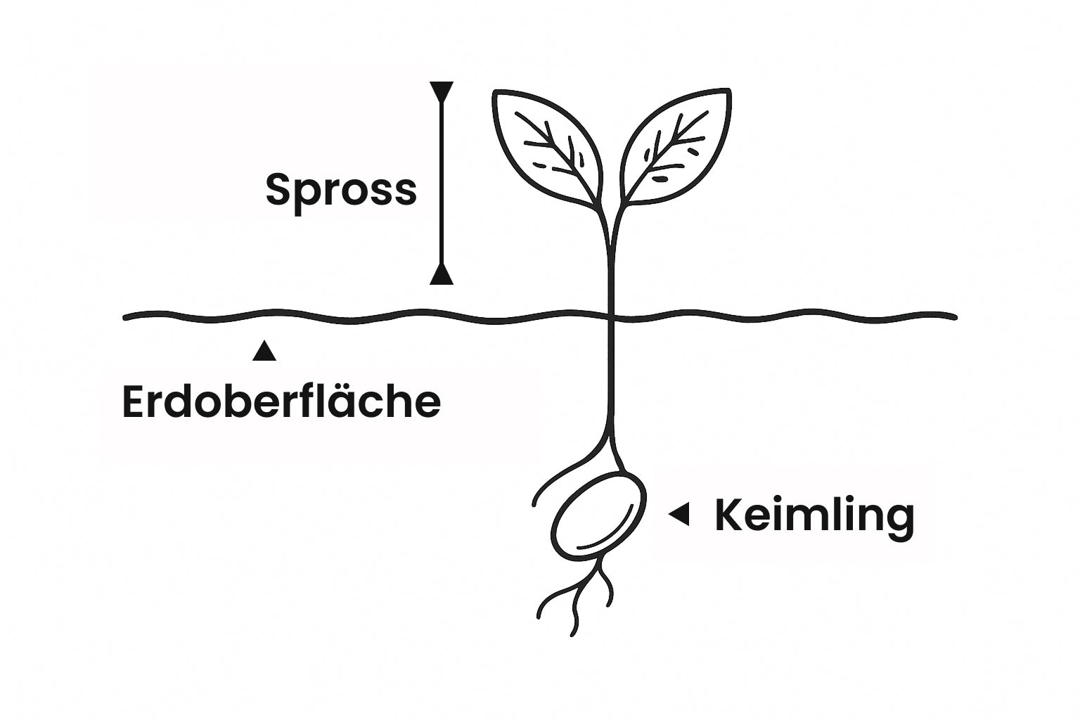Spross, Keimling und Sämling erklärt Kleine Illustration von einem Sämling mit Beschreibungen von Spross, Erdoberfläche und Keimling.