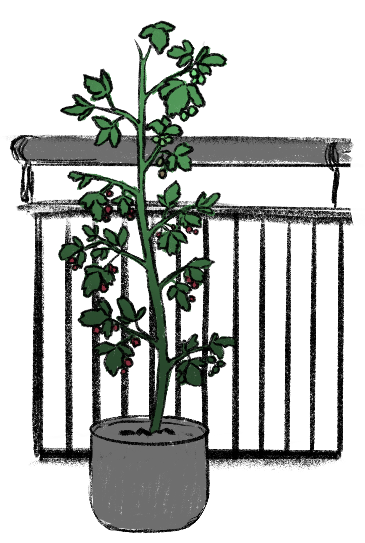 Illustration von Himbeere als Kübelpflanze an einem Balkongelände aufgebunden.
