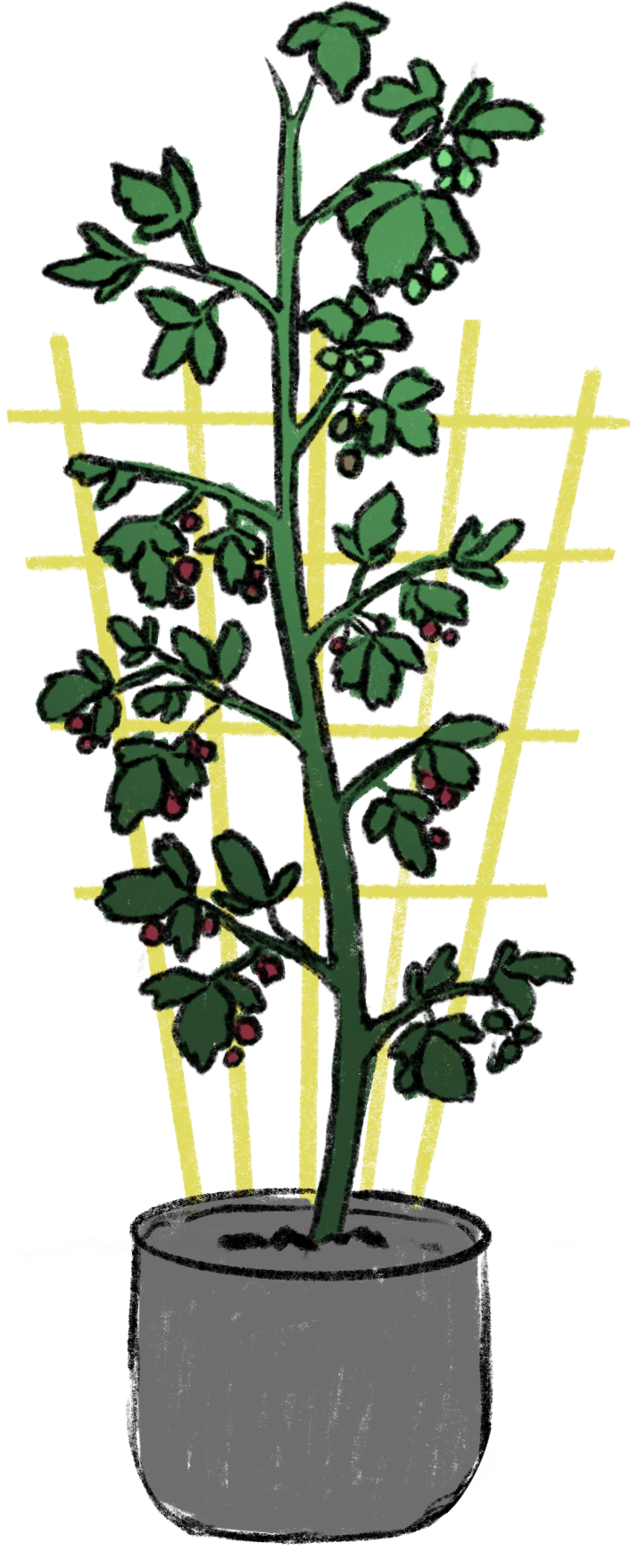 Grafik: An einem Gitter aufgebundene Himbeere (Rubus idaeus) im Pflanzkübel.