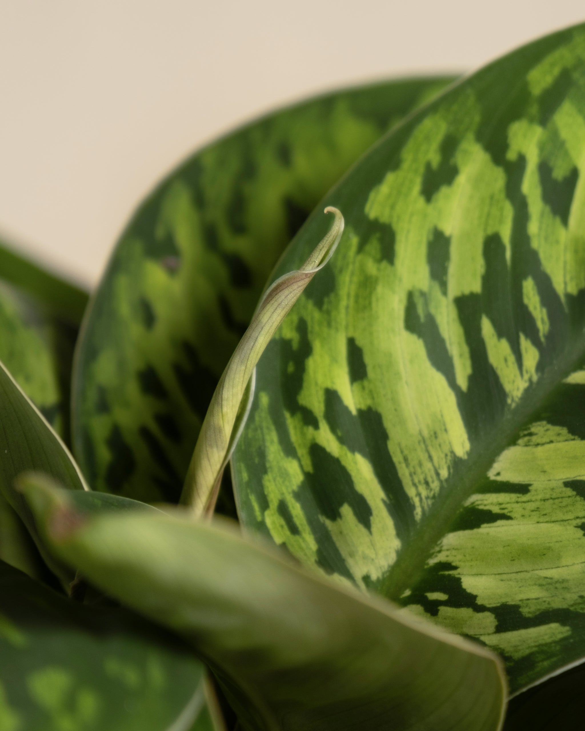 Homalomena ‘Camouflage’ mit scheckigen grün bis hellgrünen Blättern.