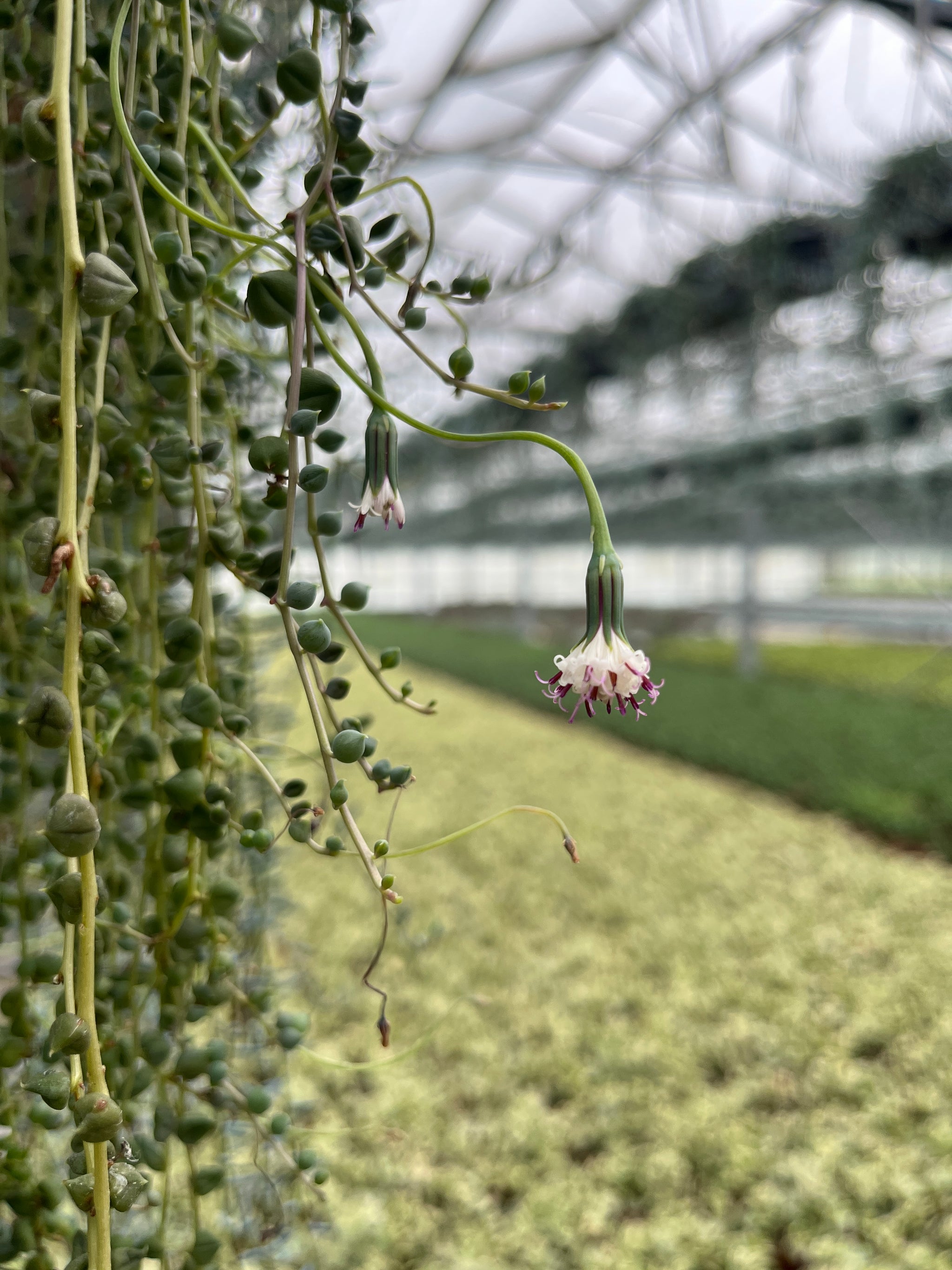 Blühende Erbsenpflanze (Senecio rowleyanus) mit weißen Blüten mit lila Narben in einem Gewächshaus.