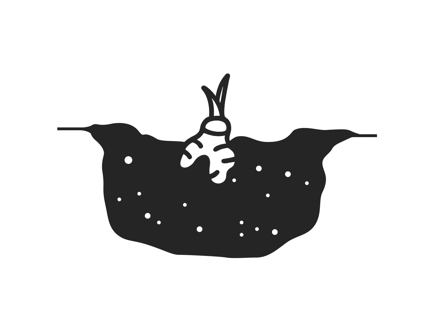 Erdbeere nicht mit Erde bedecken Illustration: Wurzelstock der Fragaria (Erdbeere) bodeneben eingraben.