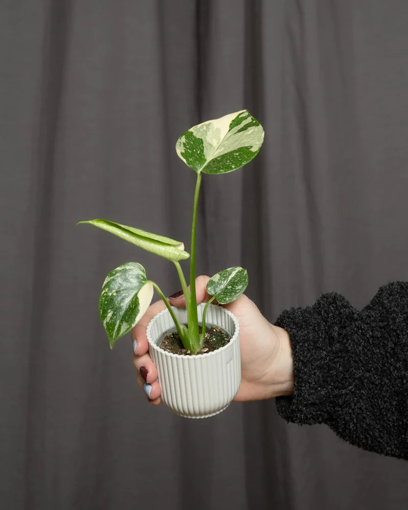 Babypflanze Monstera deliciosa 'Thai Constellation' in einem weissen Topf wird gehalten