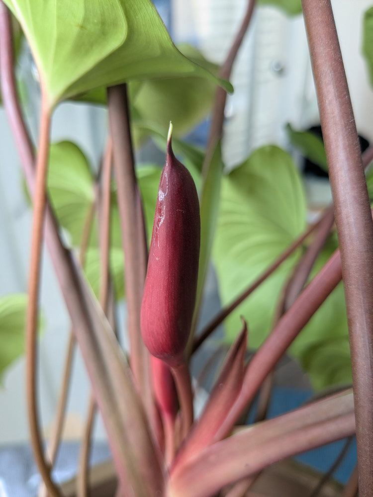 Eine Homalomena als Zimmerpflanze mit weinroter, geschlossener Blüte.