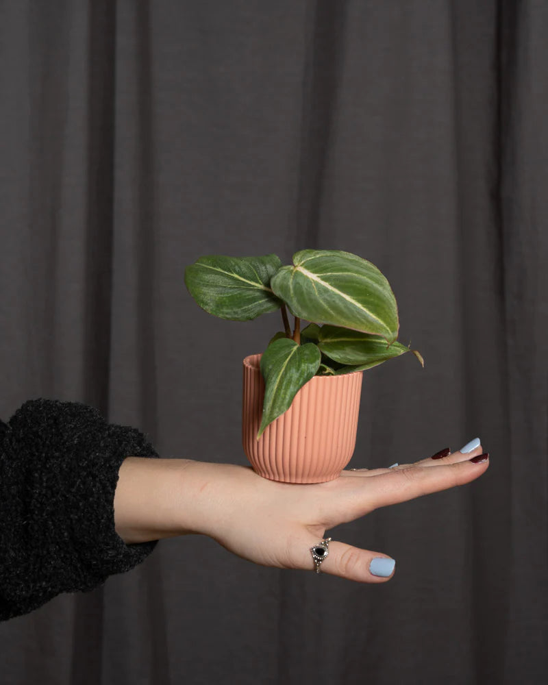 Philodendron gloriosum Babypflanze in einem pinken Topf