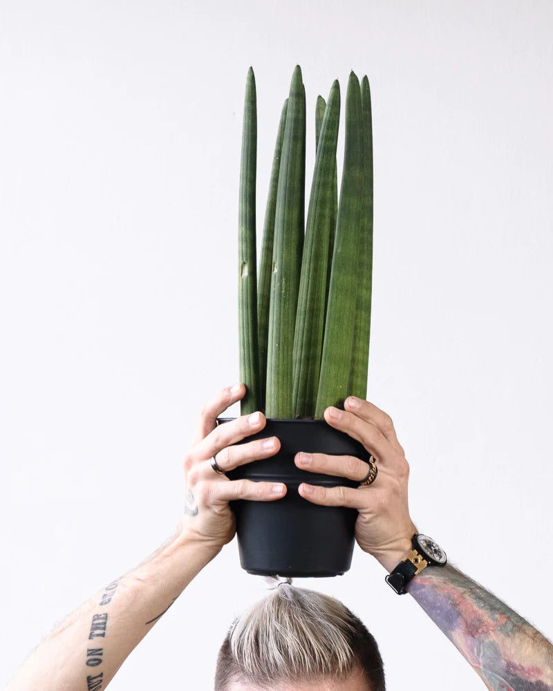 Sansevieria Straight wird über dem Kopf hochgehalten