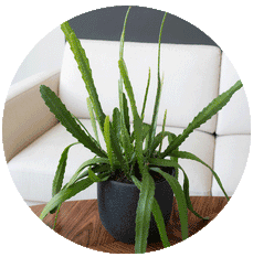 Überraschungspflanze_Wohnzimmer.gif__PID:81817f93-9522-4ce2-8a58-47cebd069b69