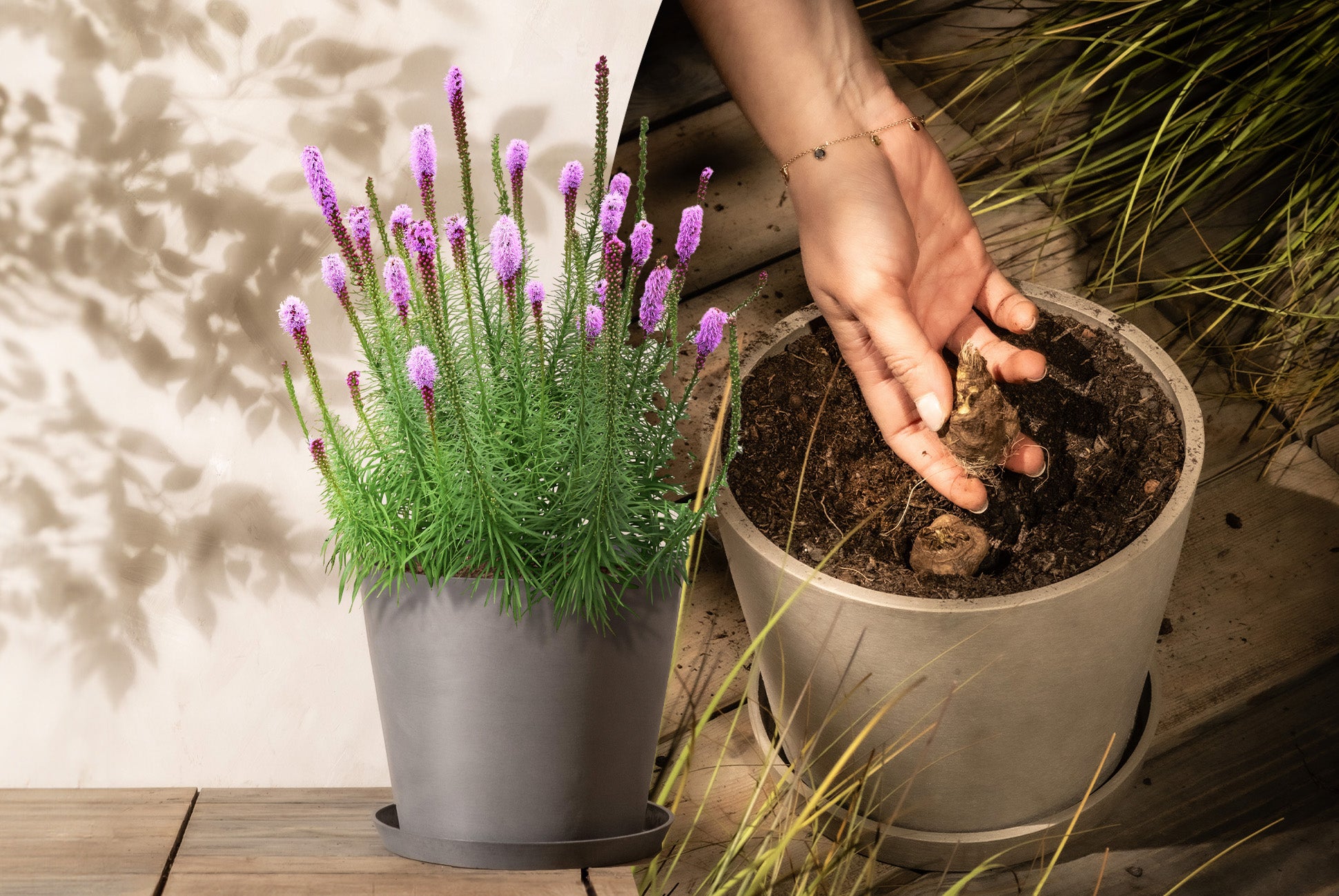 Lerne die Liatris spicata kennen... Blühende Prachtscharte in einem grauen Pflanzkübel steht neben einem Bild von Liatris-Knollen.