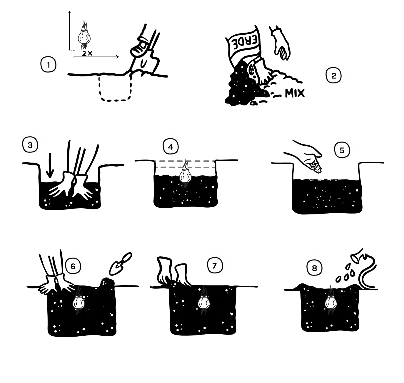 Zwiebel in den Garten setzen Illustrationen: Schritt-für-Schritt-Anleitung zum Einpflanzen einer Zwiebel.