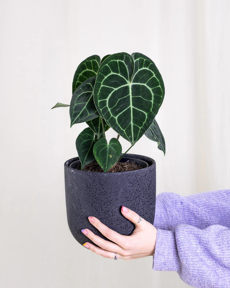 Anthurium clarinerviu in einem schwarzen Keramiktopf