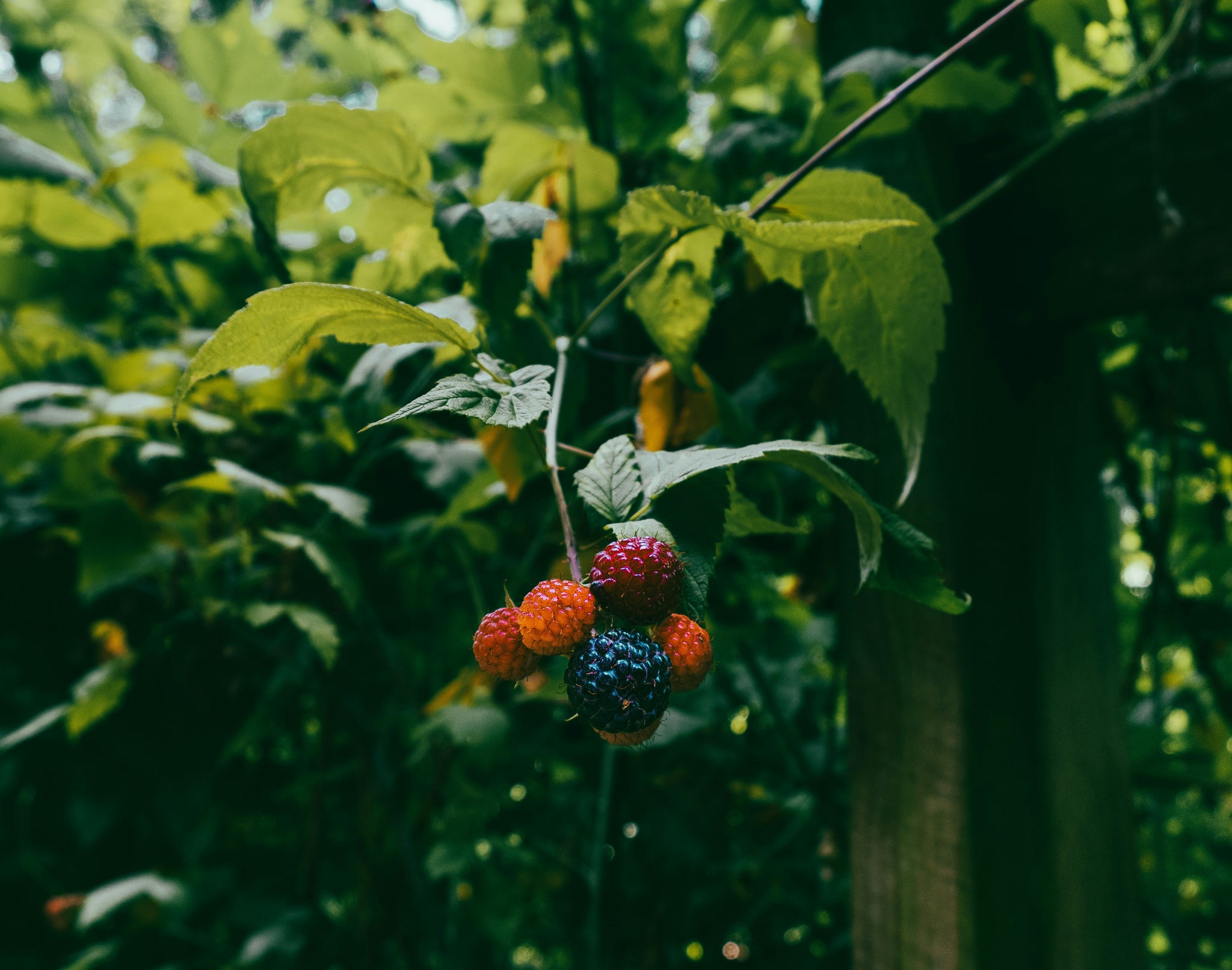 Reife (fast schwarz) und unreife (rötlich) Brombeeren an einem hängenden Trieb.