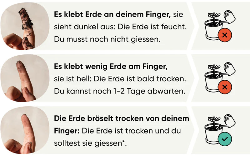 Grafische Darstellung, wie man den Fingertest bei der Homalomena richtig anwendet.