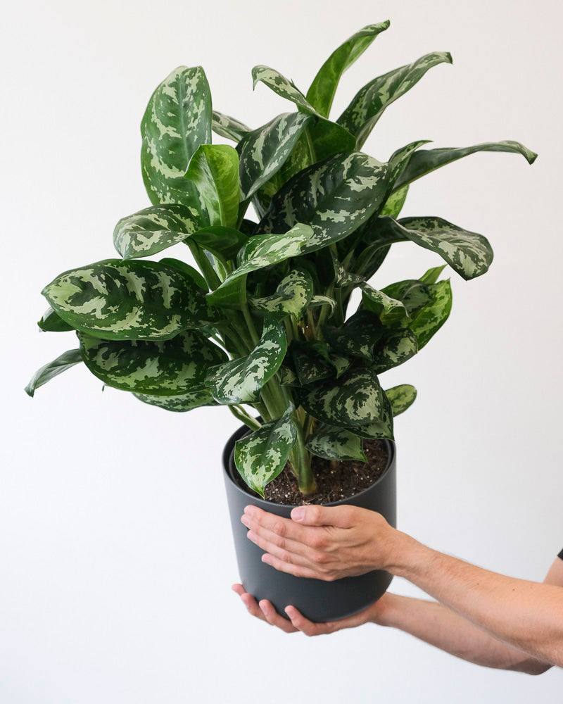 Aglaonema Amazon Silver in anthrazitfarbenem Topf