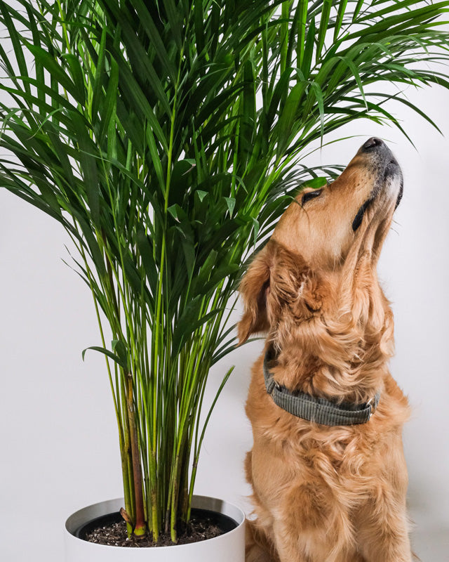 Golfruchtpalme XL neben einem Golden Retriever Hund