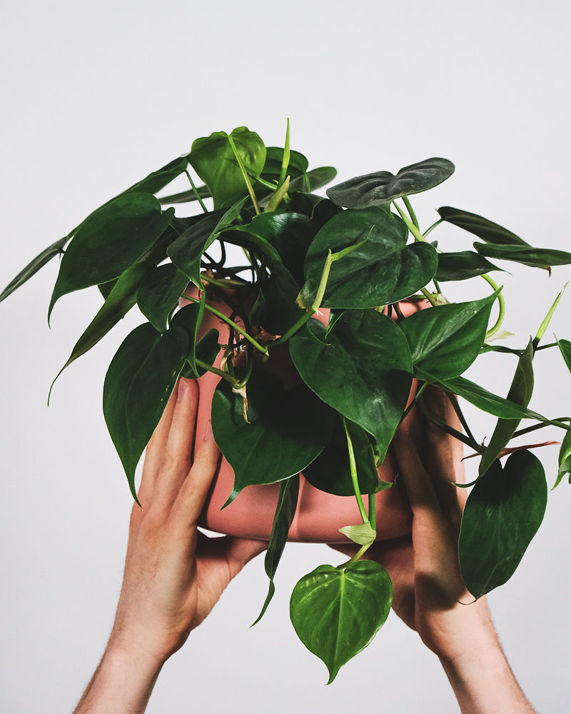 Philodendron scandens