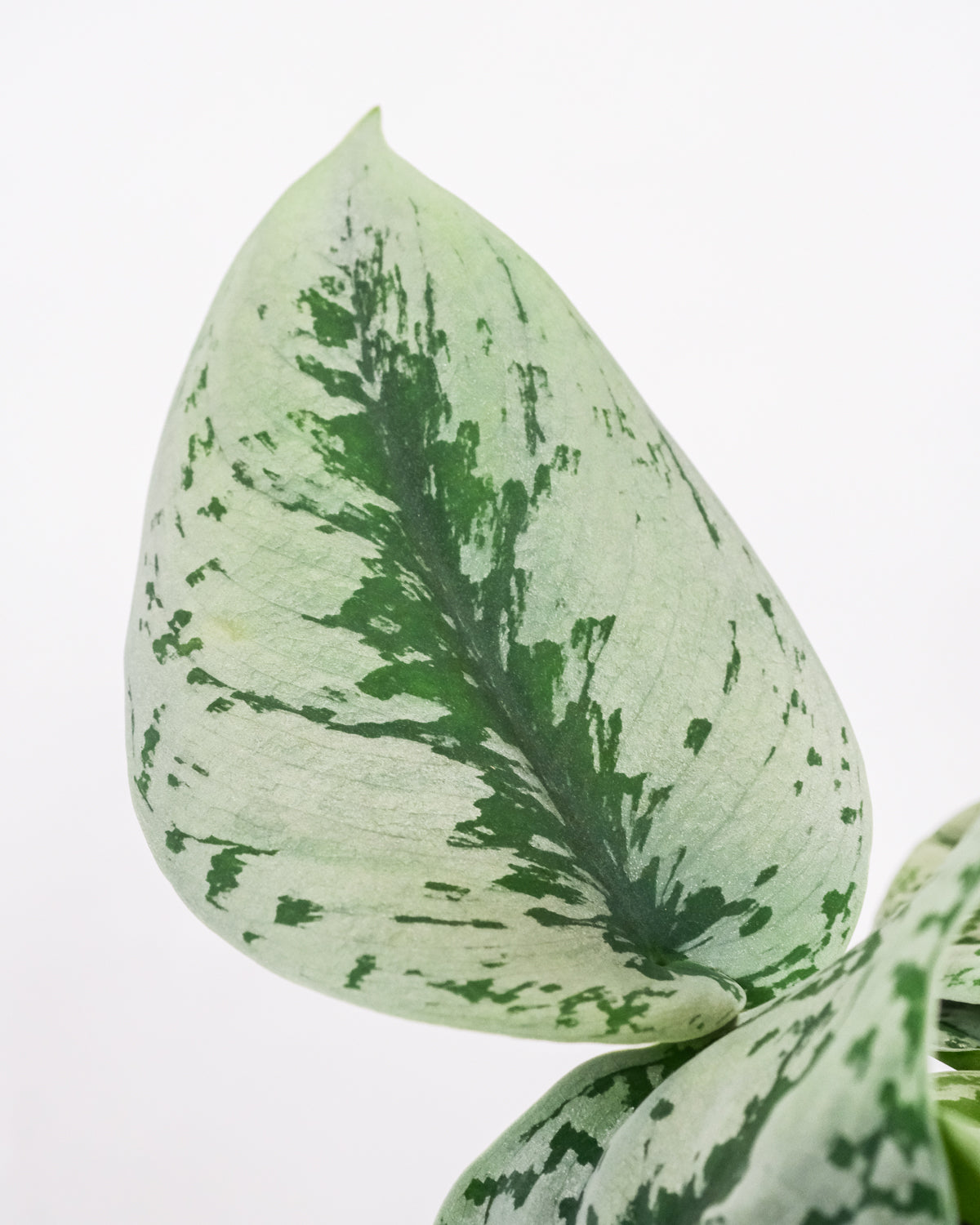 Blatt einer silbernen Efeutute (Scindapsus pictus)